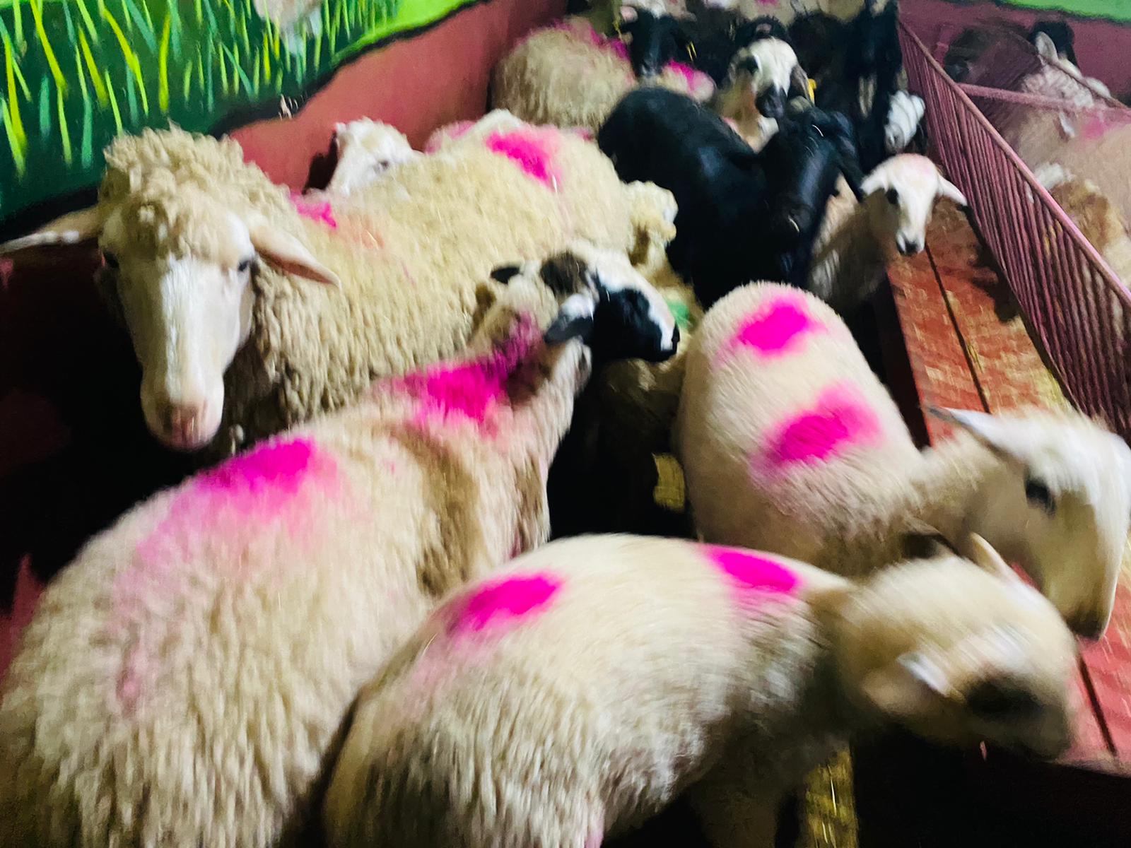 Zümrütevler adak kurban satış yeri