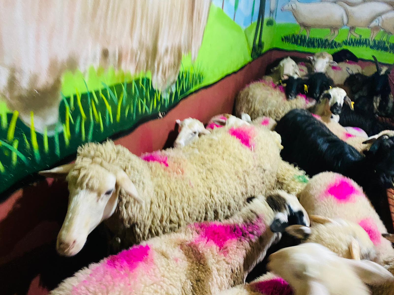 Hasanpaşa adak kurban satış yeri