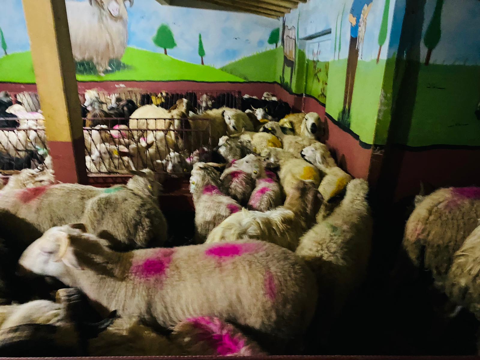 Bağlarbaşı adak kurban satış yeri