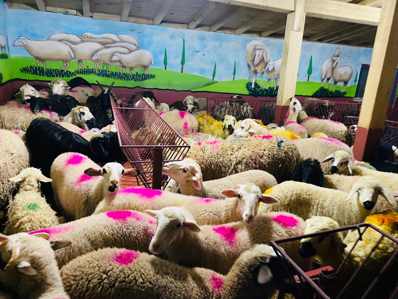 Hasanpaşa adak kurban satış yeri