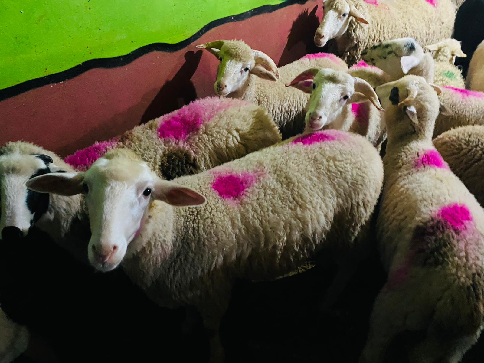Gülensu adak kurban satış yeri