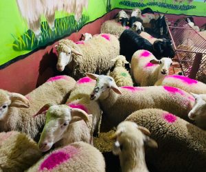 Kadıköy adak kurban satış yeri